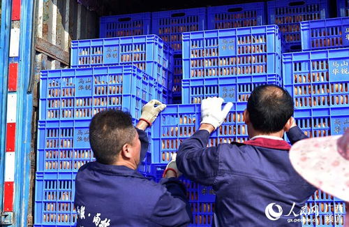 馬山縣 龍頭企業(yè)引領(lǐng)扶貧農(nóng)產(chǎn)品走向國(guó)內(nèi)外市場(chǎng)