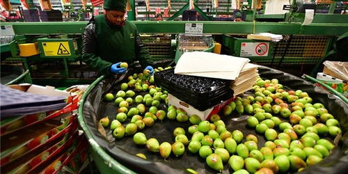 櫻桃對(duì)華出口嘗到甜頭，智利尋求多元化深化與中國(guó)合作