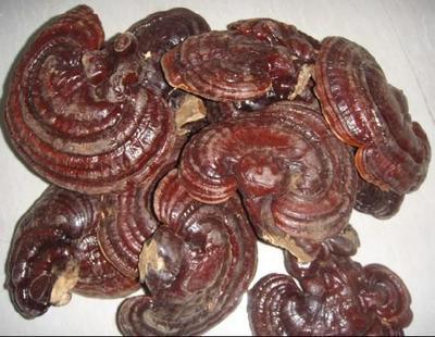 靈芝批發(fā)廠家 江西安遠浩民農(nóng)產(chǎn)品的專業(yè)供應與優(yōu)勢